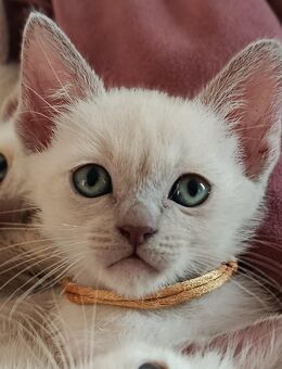 Tonkanesen Kitten reinrassig Siam Burma - Kronau