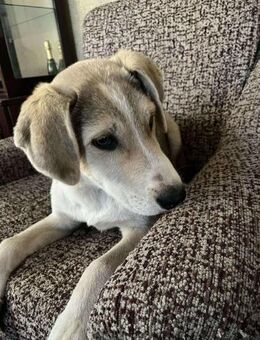 Frank an der Straße alleine gefunden - Blankenheim (Nordrhein-Westfalen)