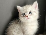 BKH Kitten ♡ - Dortmund