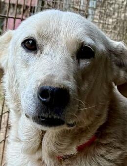 CHICCO - er braucht Menschen um sich - Dänischenhagen