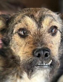 LOTTI-charmante Hündin, 40-45 cm - Rösrath