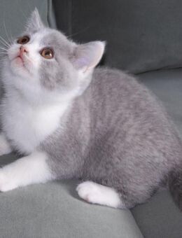Britisch Kurzhaar (BKH), Katzenbabies, Katzenbabys, Kitten, (m/w) - Offenbach (Main) Bürgel