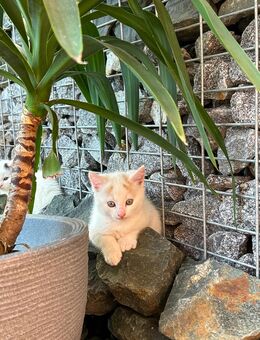 Babykatze( Hauskatze ) - Cham Zentrum