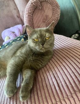 Bkh mix Katze - Iserlohn