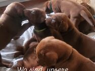 Rhodesian Ridgeback mit Papieren - Westerkappeln