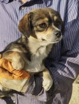 Dulca 30 cm - Alpenrod