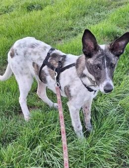 Franka❤️ sucht ihre Familie - Kalkar