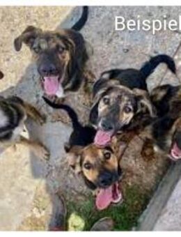 PS für Hunde aus Bulgarien gesucht! - Oberhausen