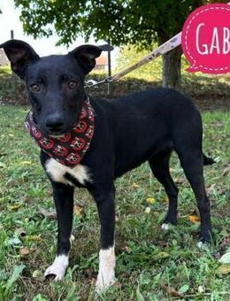 Gabi eine sanfte Zaubermaus - Flörsheim-Dalsheim