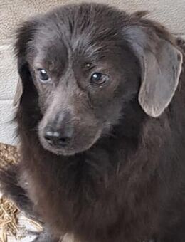 LESH - SUCHT DICH - Nörten-Hardenberg