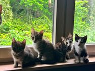 Kitten zu verkaufen - Siegen (Universitätsstadt)