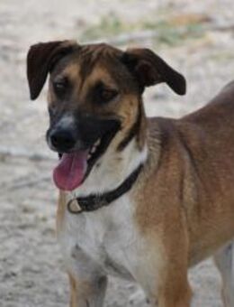 Tomillo unkomplizierter toller Hund Ho - Ludwigshafen (Rhein)