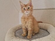 Maine Coon Kitten zum Abgabebereit - Nienburg (Weser)