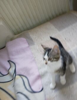 Katzen Mädchen - Bamberg