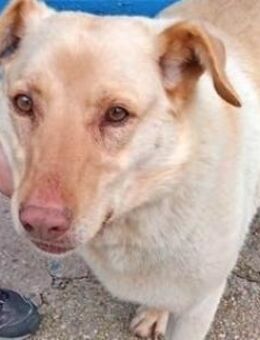 LAIKA - rüstige Rentnerin möchte Heim! - Sulzbach-Laufen