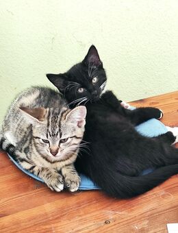 Freundliche Kittenpuppies nur für in bester Gesellschaft - Eschweiler