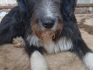 Bella macht ihrem Namen alle Ehre - Overath