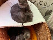 BKH Kitten abzugeben - Lohsa