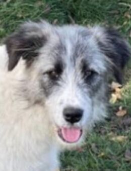 HILDE sucht ihre Menschen - Gefrees