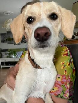 Süße Nala sucht aktive Menschen - Berlin