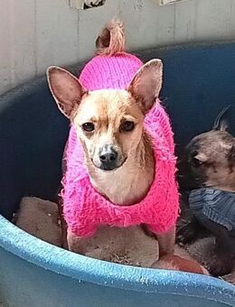 Mama ALEXA & ihre Welpen...... - Kempen