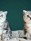BKH Silver Tabby Baby weib mit exzellentem Stammbaum, EU-Pass, Termochip, Kotprobe, Gesundheitszeugnis u.v.m in 29303
