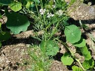 Koriander (Coriandrum sativum) - Horgenzell