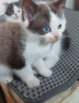 Katzenbabys: Korat mal Britisch Kurzhaar - Albbruck