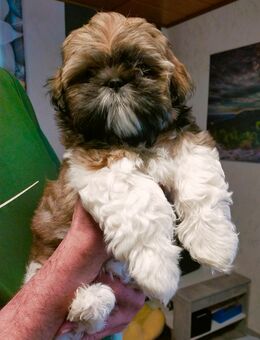 Sehr süße Shih-Tzu Welpen ab sofort abzugeben - Lauda-Königshofen