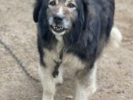 Zora braucht erfahrene Menschen 🐾 - Elsdorf (Nordrhein-Westfalen)