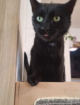 Hauskatze Schwarz Weiblich ca 4kg - Berlin Spandau