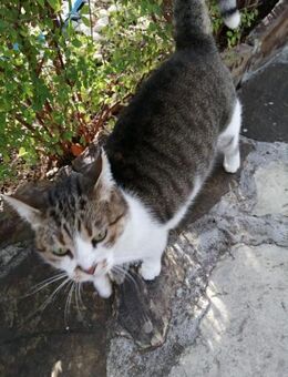 Mimi, eine ruhige liebe Katze - Augsburg