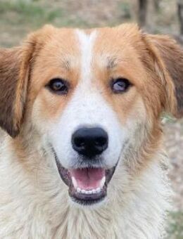 Carys, geb. ca. 10/2024, GRIECHENLAND - Markdorf