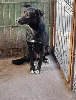 CELE - schüchterne Schönheit - Weiterstadt