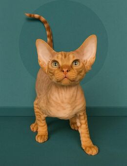 Orientalisch Kurzhaar Kitten, 13 Wochen, abholbereit – 2 verspielte Jungs sind noch zu haben - Neumünster