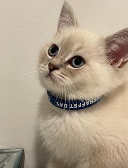 BKH Katzen Kitten - Hamburg Harburg