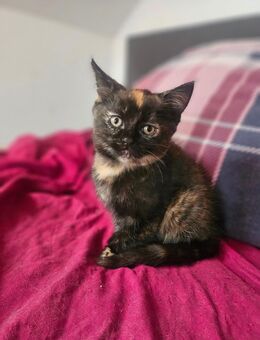 Süßes Main-Coon Mix Kätzchen - München Pasing-Obermenzing
