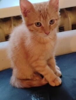 Süßes rotes Katerchen - Berlin Steglitz-Zehlendorf