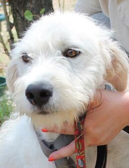 Topaz sucht ein liebevolles Zuhause - Berlin