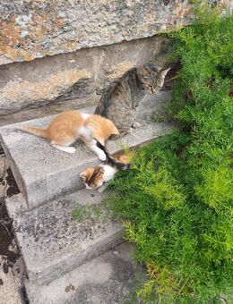Süße Babykatzen - Creglingen
