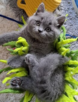 Bkh kitten reinrassige kurzhaar. - Osnabrück