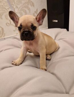 Französische Bulldogge Welpen - Ahaus