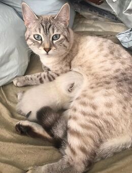 BKH Katze 1 Jahr - Augsburg