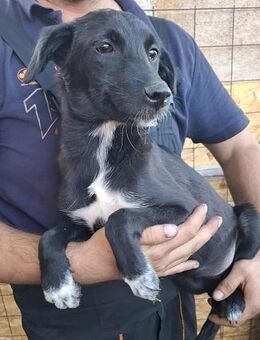 Luna, hast Du ein Körbchen für mich? - Bonndorf (Schwarzwald)