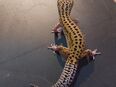 Leopardgecko Männchen in 8405