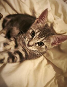 Kitten Mädchen sucht ein Zuhause - Aurich