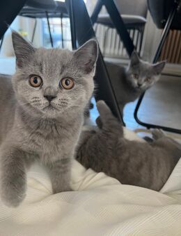 Zuckersüße Babykatzen suchen neues zu Hause - Braunschweig
