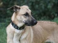 Diva - Schäferhund Mix Hündin sucht - Berlin