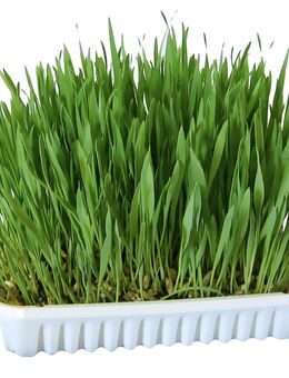 Kerbl Nagergras - 100 g