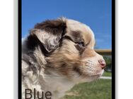 ❤️Wunderschöne Australian Shepherd Welpen - ASCA ❤️ - Tann (Rhön)